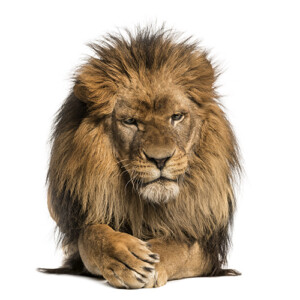 Proud Namibian lion