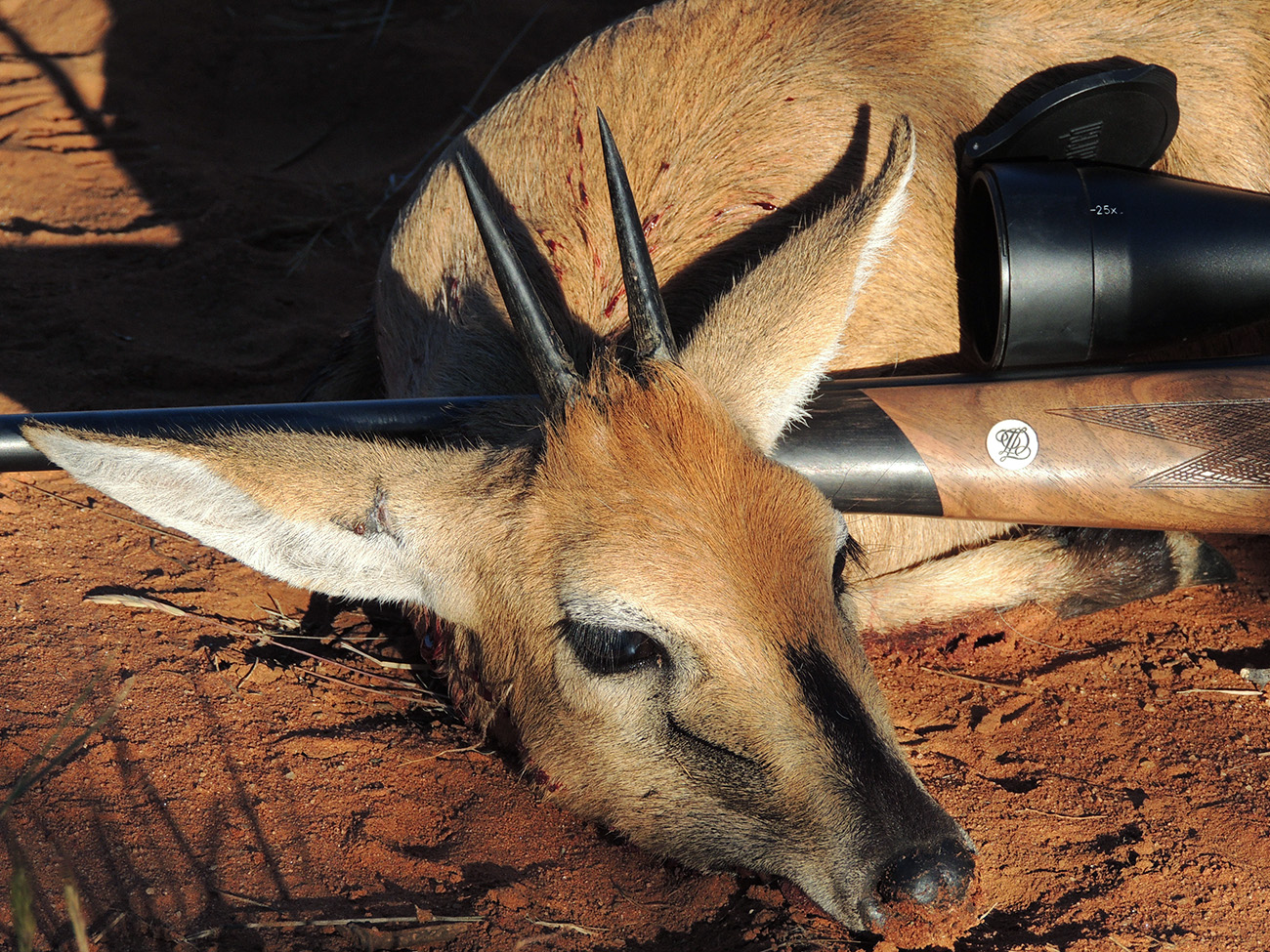 Huntress Duiker