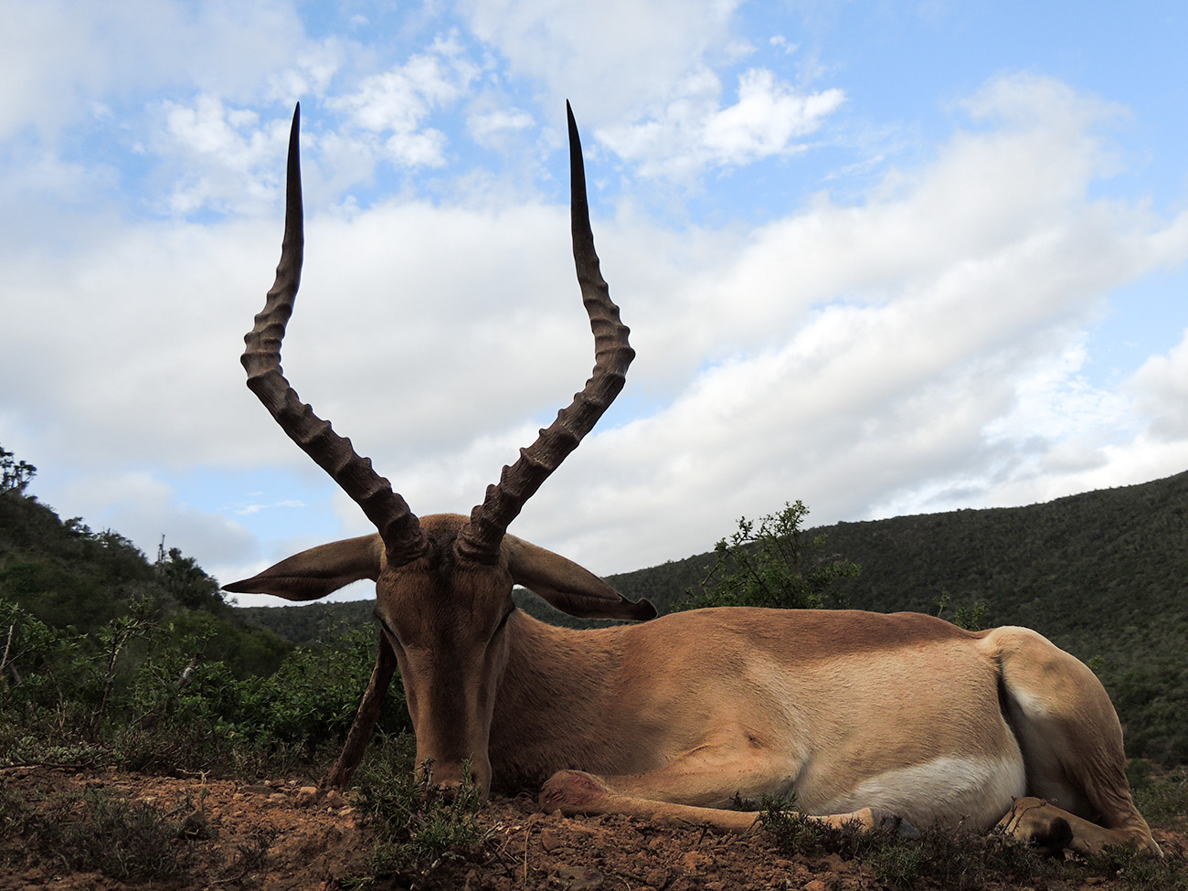 Namibia Impala