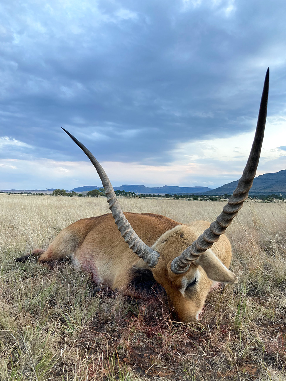 Lechwe