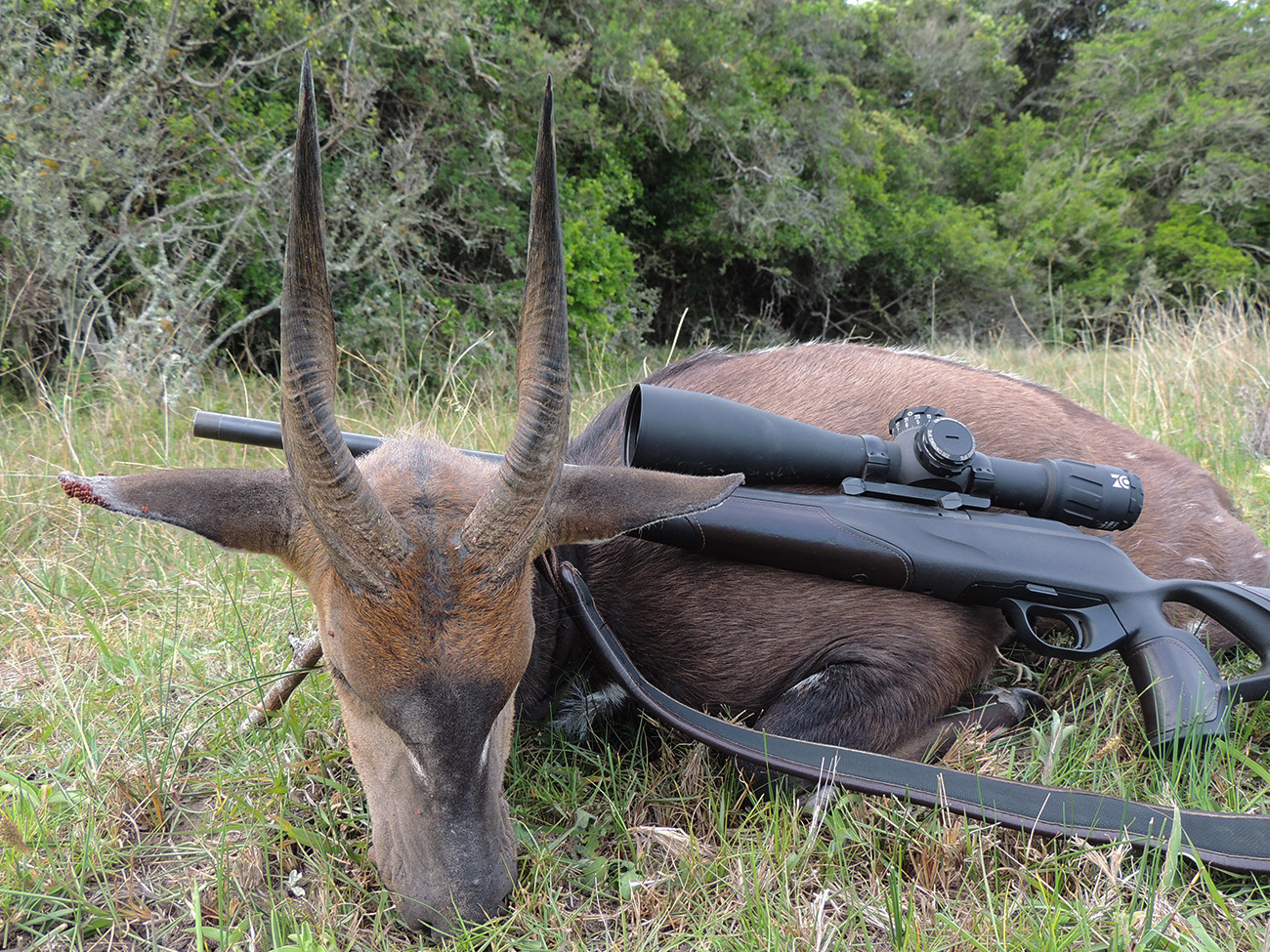 Limpopo Bushbuck