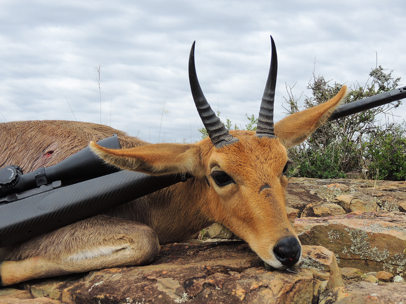 Mountain Reedbuck