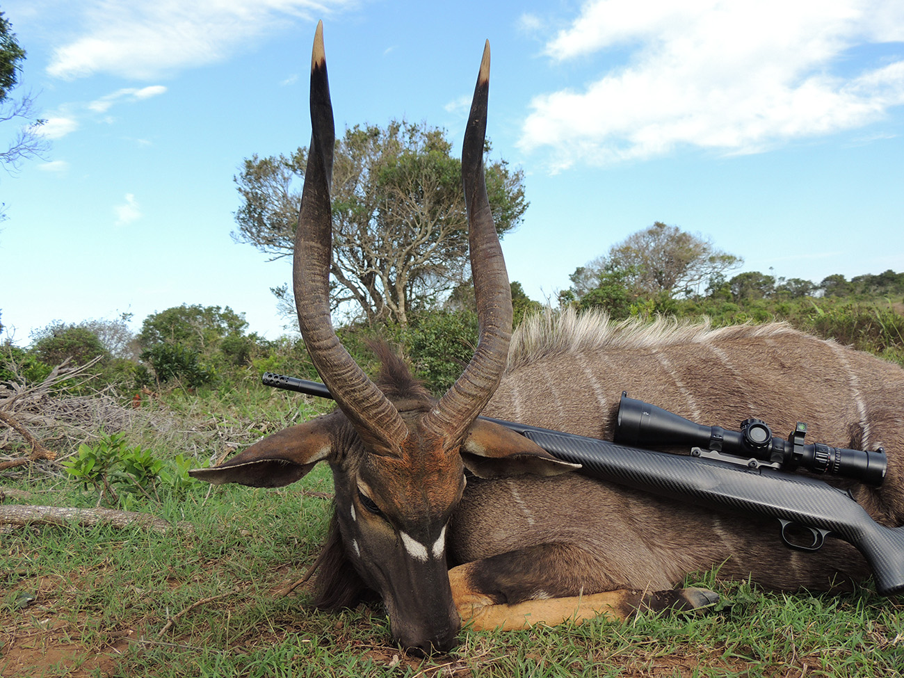 Nyala