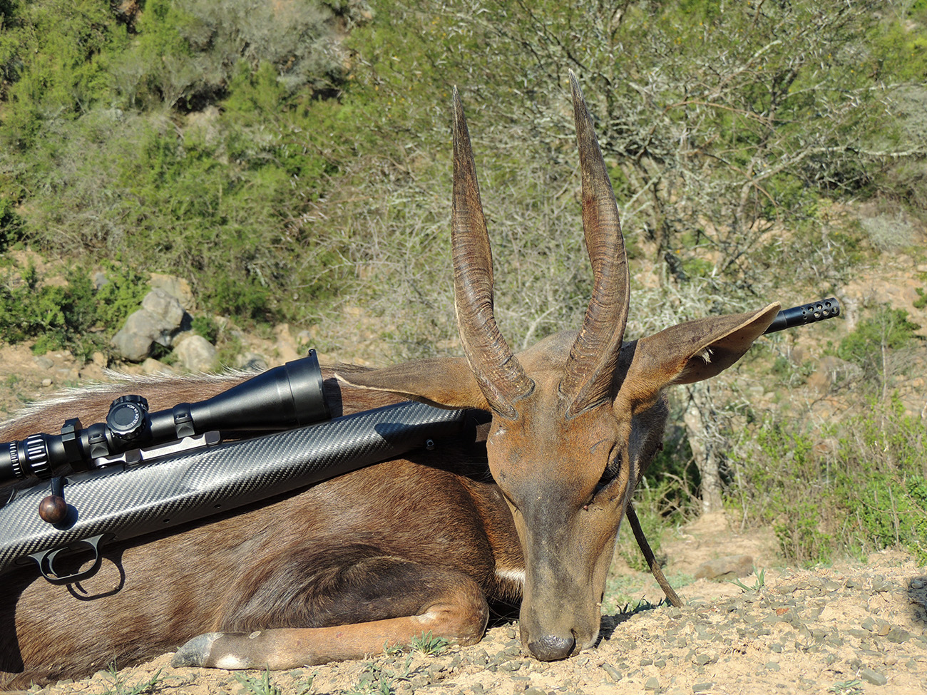 Old Bushbuck