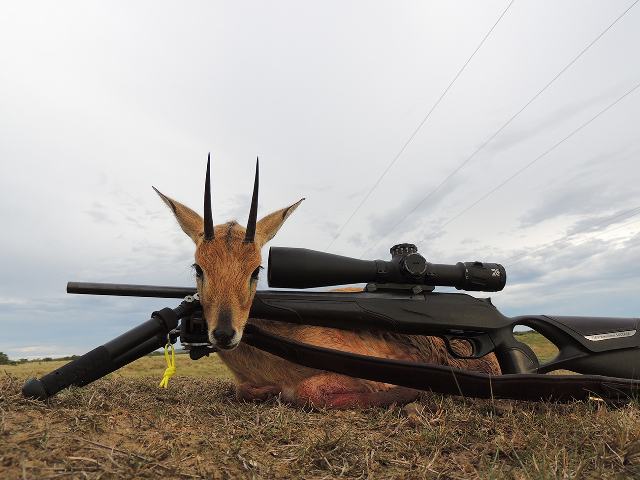 South Africa Oribi