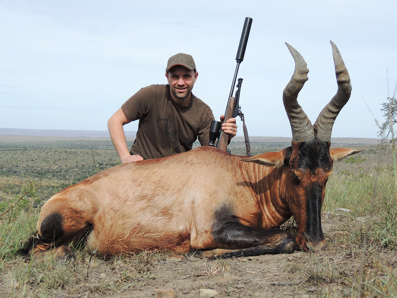 Red Hartebeest