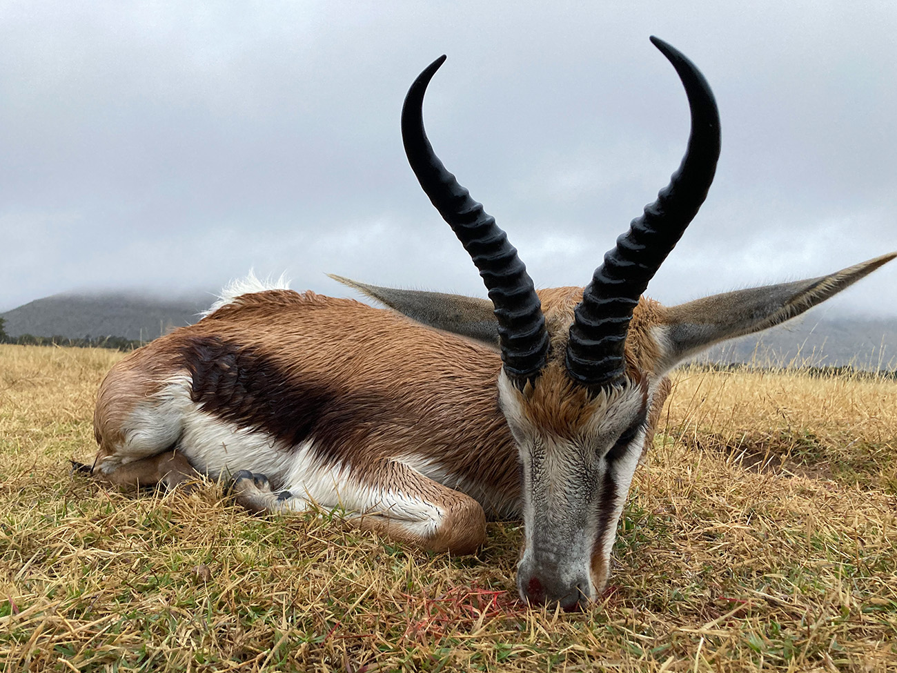 Springbuck Common