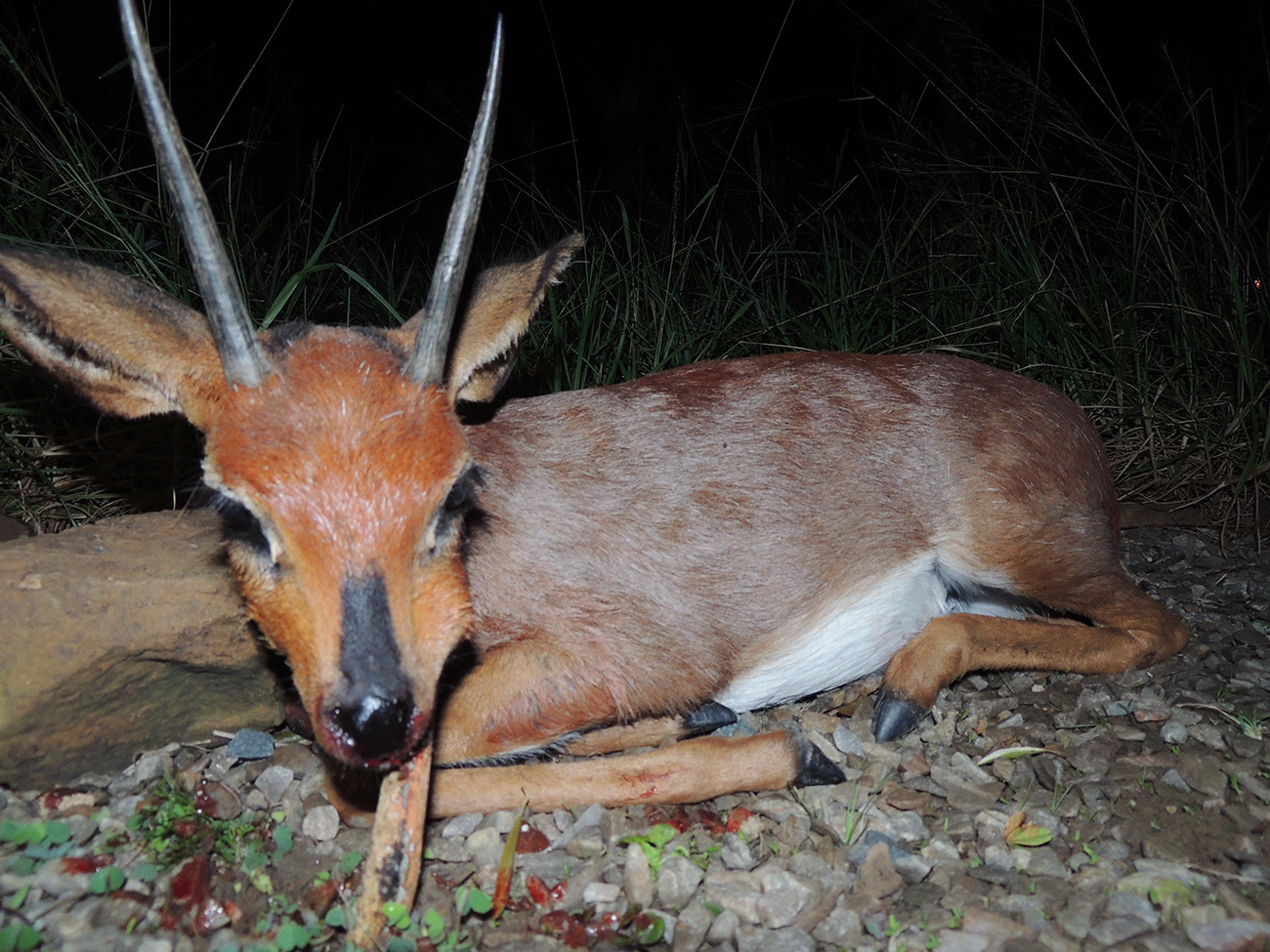 Steenbuck