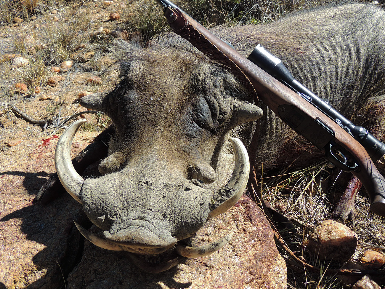 Namibia Wathog