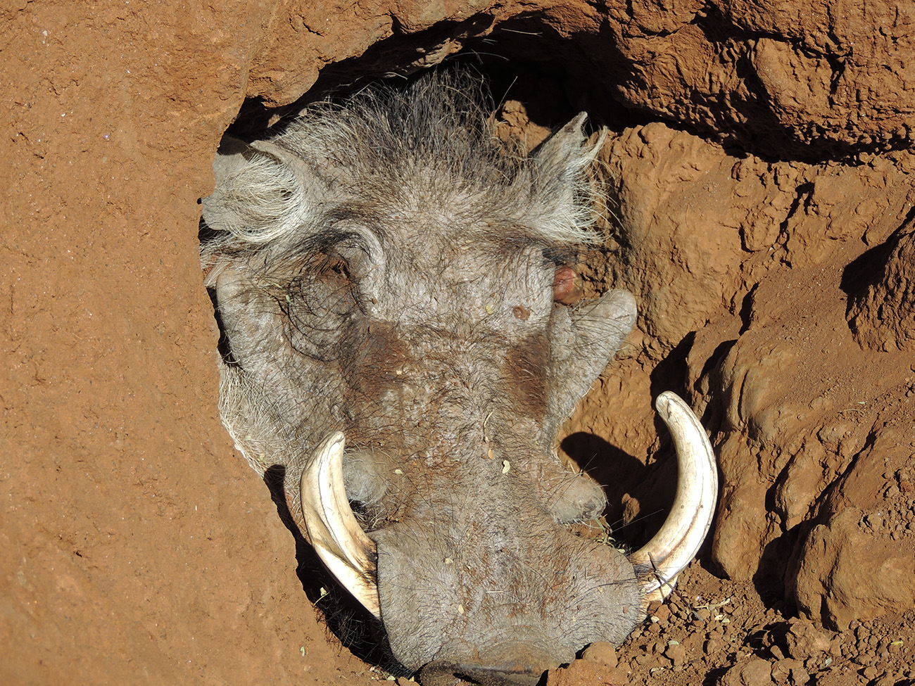 Warthog in South Africa 