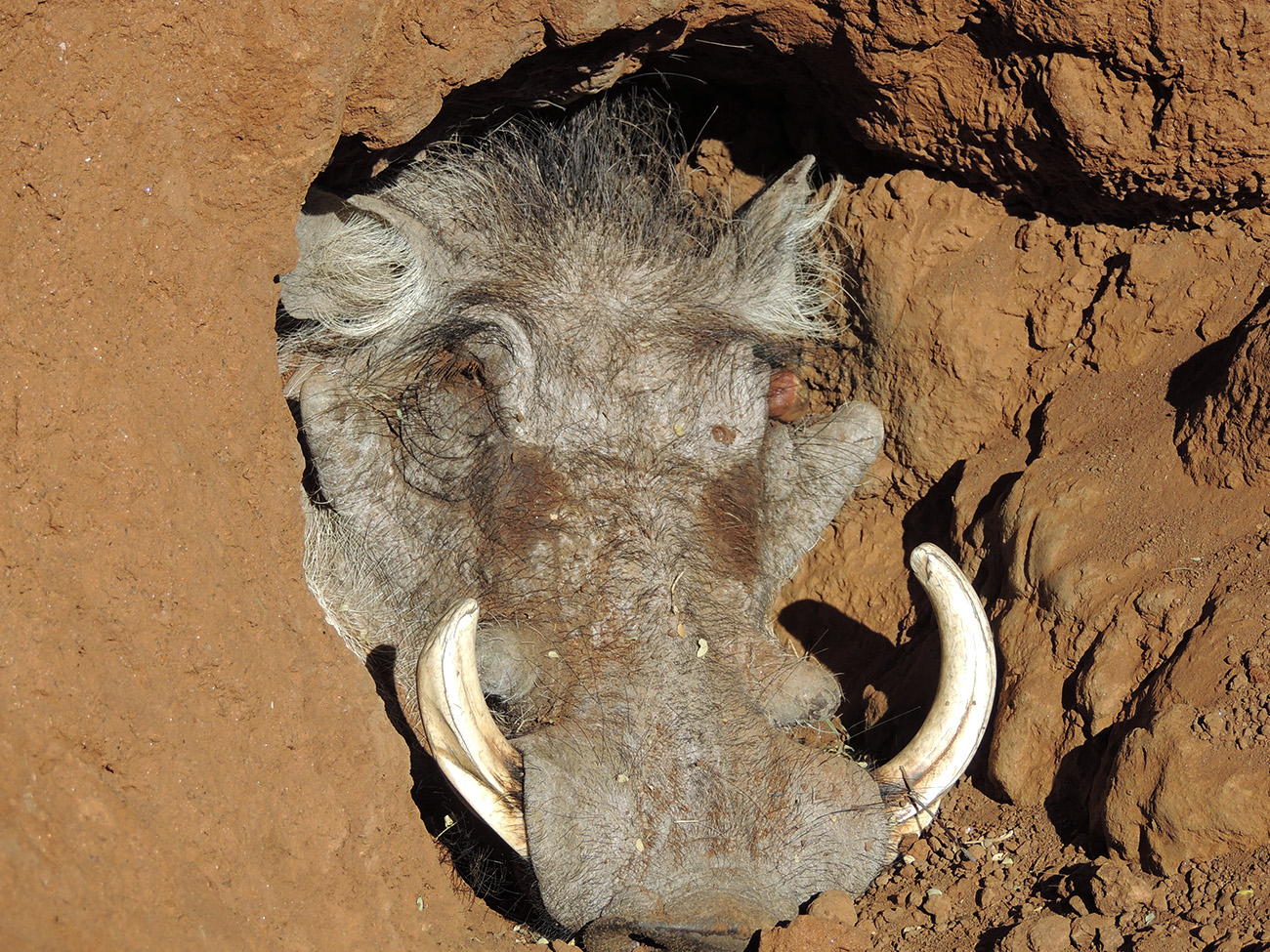 Warthog in South Africa 