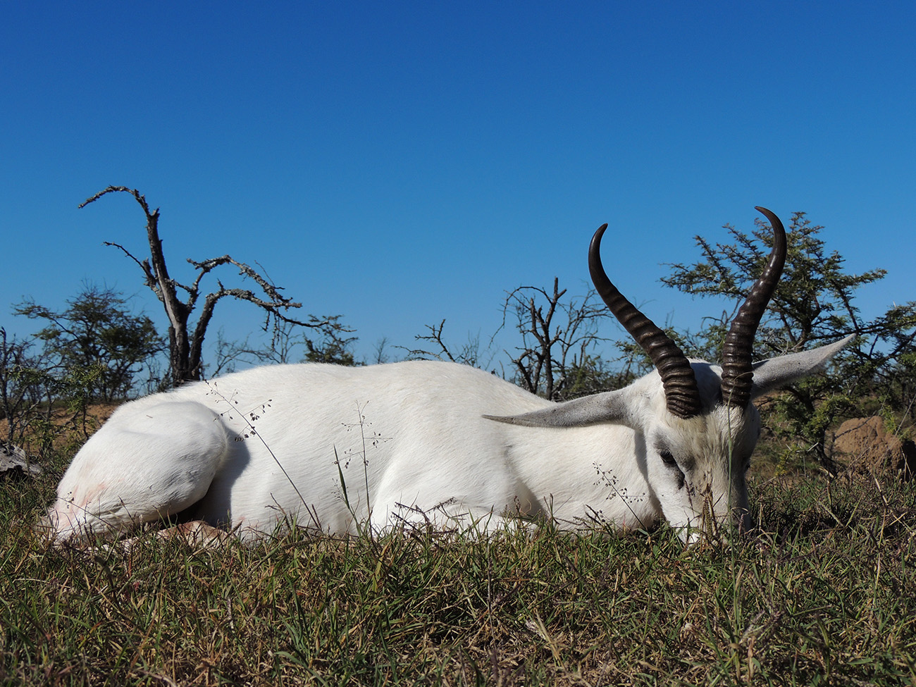 Springbuck White